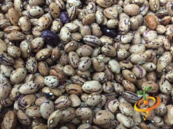 Bean, Bush - Borlotti -seedsnow Sales Store Borlotti seeds 4