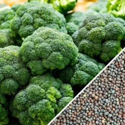 Broccoli - Calabrese 20 Broccoli - Calabrese -seedsnow Sales Store Broccoli Calabrese seeds 2571b446 f699 4f3a a325 5c405ab44a8f