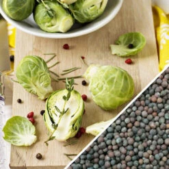 Brussels Sprouts - Long Island Catskill 19 Brussels Sprouts - Long Island Catskill -seedsnow Sales Store Brussels Sprouts Long Island Catskill seeds