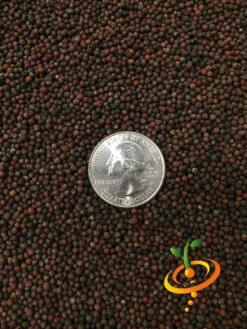 Brussels Sprouts - Long Island Catskill 21 Brussels Sprouts - Long Island Catskill -seedsnow Sales Store Brussels Sprouts 2