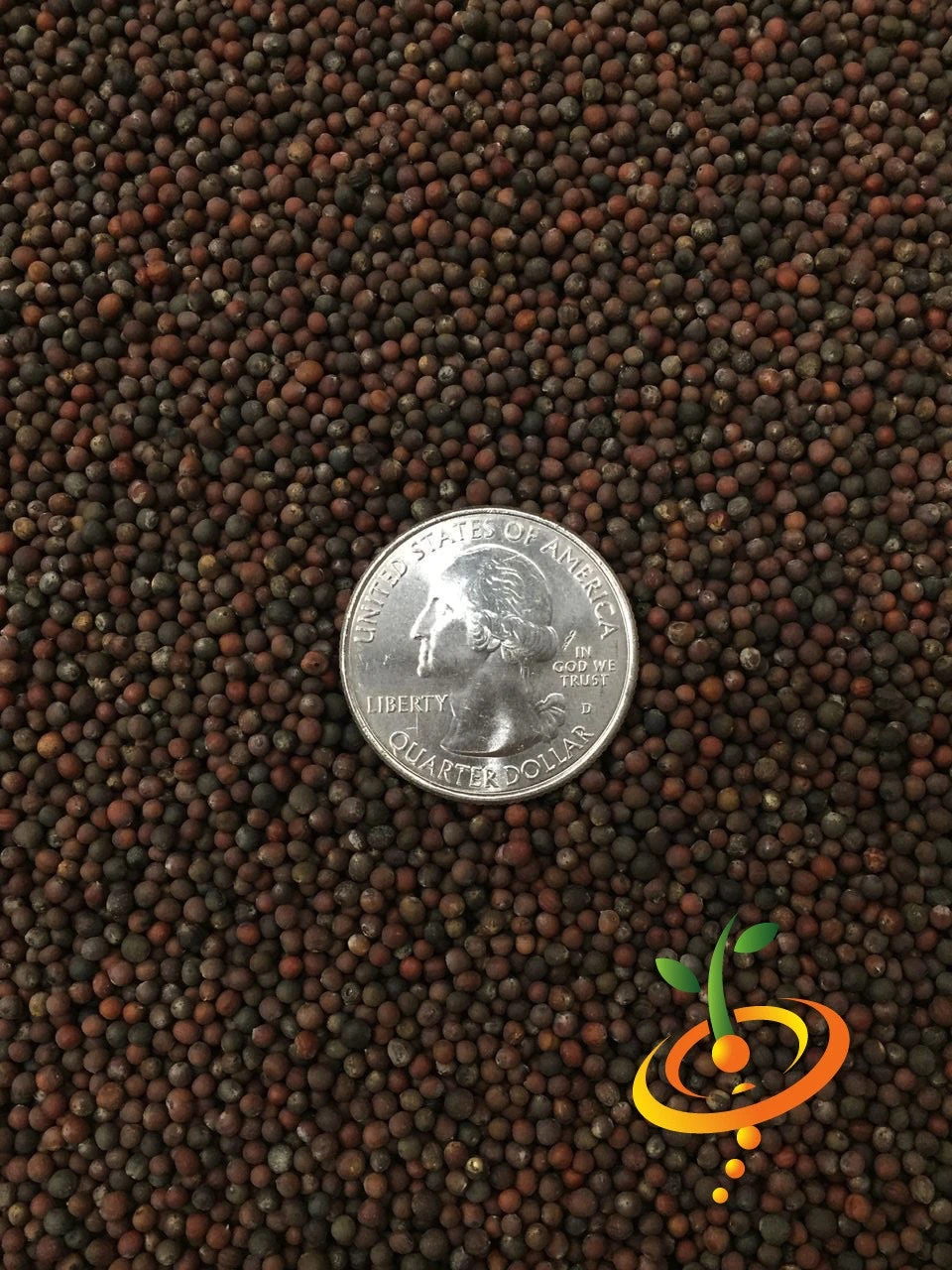 Brussels Sprouts - Long Island Catskill 12 Brussels Sprouts - Long Island Catskill - Image 10