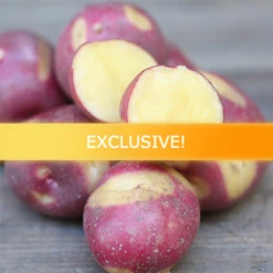 Potato (Early-Season) - Cheshire