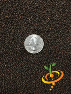 Cabbage - All Season -seedsnow Sales Store Cabbage All Season 4