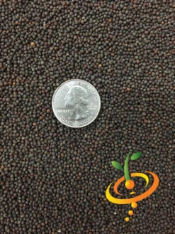 Cabbage - Mammoth Red Rock -seedsnow Sales Store Cabbage Mammoth Red Rock 1