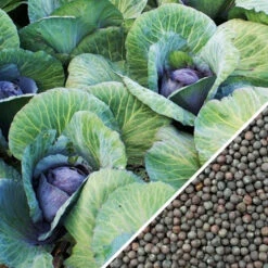 Cabbage - Mammoth Red Rock -seedsnow Sales Store Cabbage Mammoth Red Rock seeds e27b0638 7593 4899 ad39 a07f59448f0e