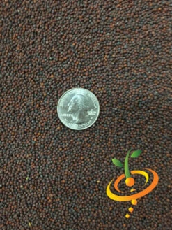 Cabbage - Michihili -seedsnow Sales Store Cabbage Michihili 4