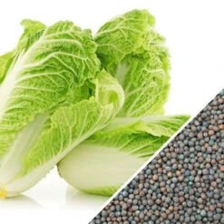 Cabbage - Michihili -seedsnow Sales Store Cabbage Michihili seeds 4f5879ee d674 4a25 bb19 aaa3919f57eb