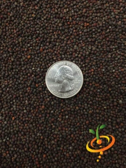 Cabbage - Savoy Perfection 19 Cabbage - Savoy Perfection -seedsnow Sales Store Cabbage Savoy Perfection 5