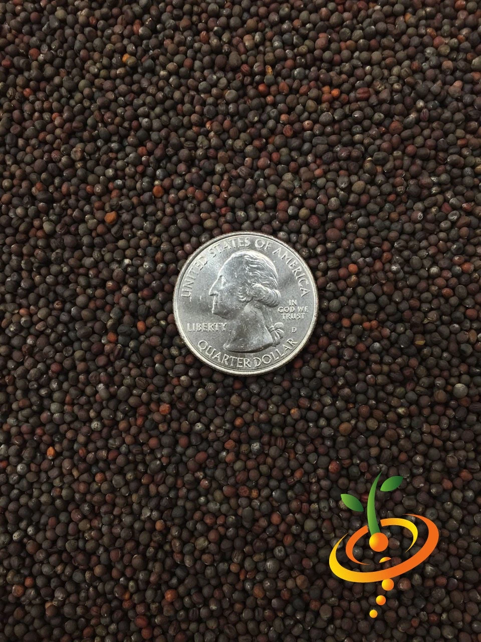 Cabbage - Savoy Perfection 11 Cabbage - Savoy Perfection - Image 9