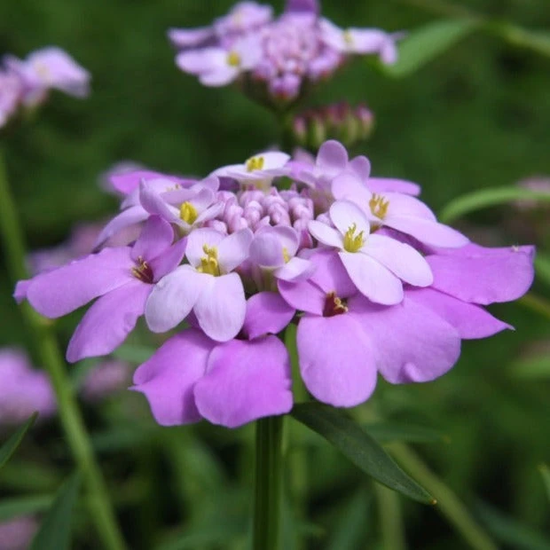 Flowers - Candytuft, Fairy Dwarf Mix 4 Flowers - Candytuft, Fairy Dwarf Mix - Image 2