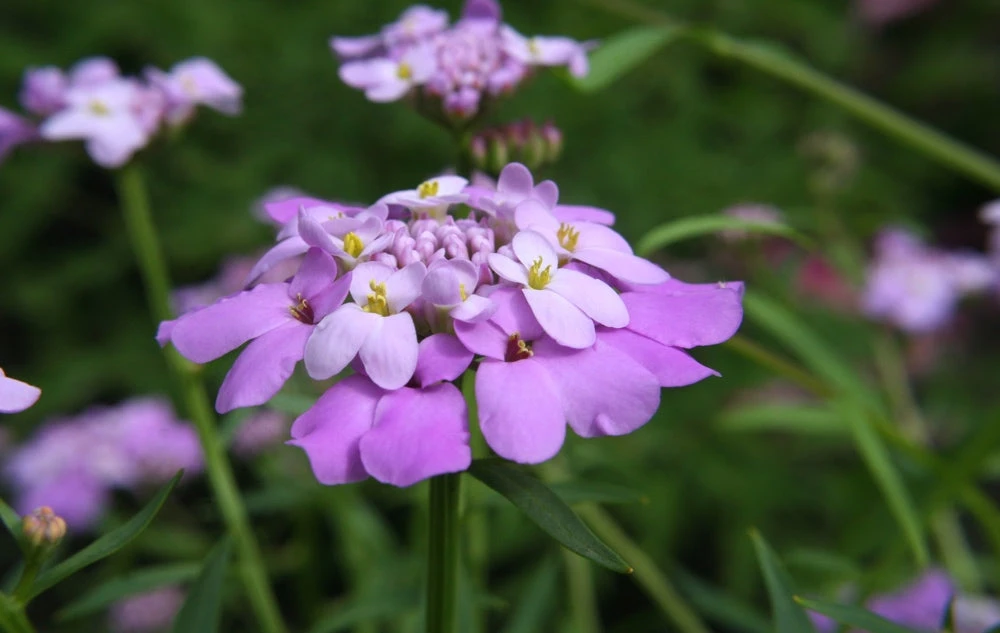 Flowers - Candytuft, Fairy Dwarf Mix 6 Flowers - Candytuft, Fairy Dwarf Mix - Image 4