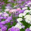 Flowers - Candytuft, Fairy Dwarf Mix -seedsnow Sales Store Candytuftflowerseeds