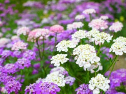 Flowers - Candytuft, Fairy Dwarf Mix 8 Flowers - Candytuft, Fairy Dwarf Mix -seedsnow Sales Store Candytuftflowerseeds 0fcc5d49 8225 4362 979c d9fde1ceecf9