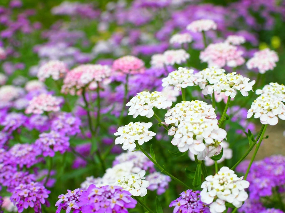 Flowers - Candytuft, Fairy Dwarf Mix 5 Flowers - Candytuft, Fairy Dwarf Mix - Image 3