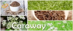 Caraway 17 Caraway -seedsnow Sales Store Caraway