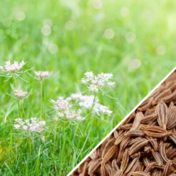 Caraway 16 Caraway -seedsnow Sales Store Caraway SEEDS