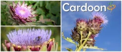 Cardoon (Purple Artichoke Thistle) 21 Cardoon (Purple Artichoke Thistle) -seedsnow Sales Store Cardoon