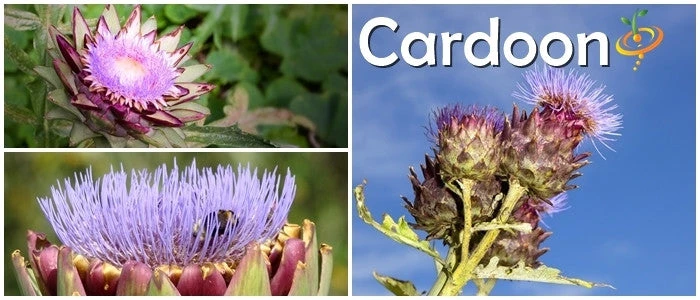 Cardoon (Purple Artichoke Thistle) 10 Cardoon (Purple Artichoke Thistle) - Image 8