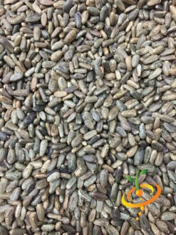 Cardoon (Purple Artichoke Thistle) 25 Cardoon (Purple Artichoke Thistle) -seedsnow Sales Store Cardoon seeds 2