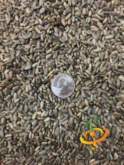 Cardoon (Purple Artichoke Thistle) 24 Cardoon (Purple Artichoke Thistle) -seedsnow Sales Store Cardoon seeds 3