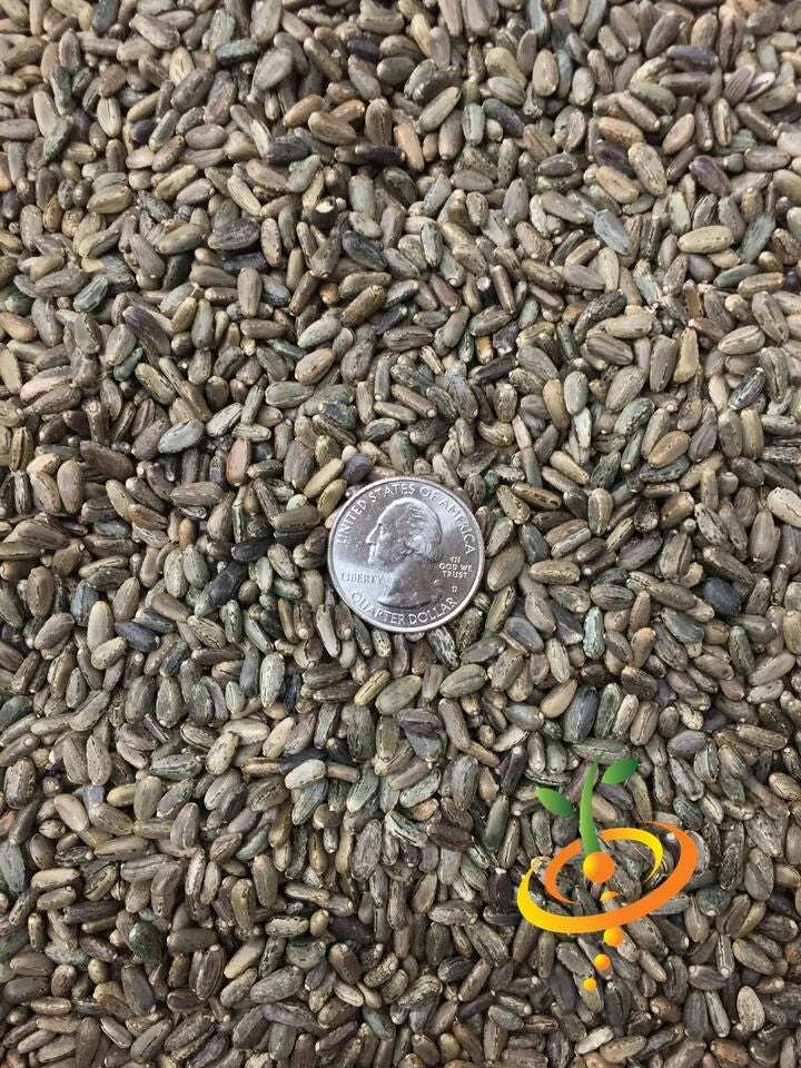 Cardoon (Purple Artichoke Thistle) 13 Cardoon (Purple Artichoke Thistle) - Image 11