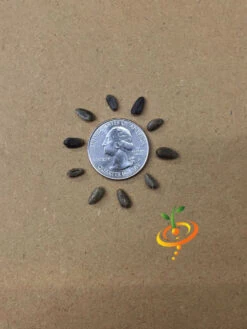 Cardoon (Purple Artichoke Thistle) 23 Cardoon (Purple Artichoke Thistle) -seedsnow Sales Store Cardoon seeds 4