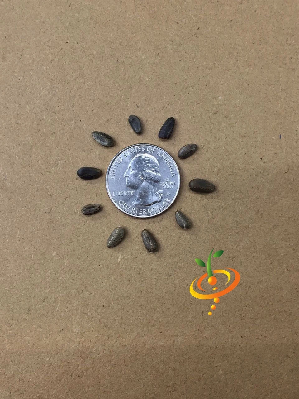 Cardoon (Purple Artichoke Thistle) 12 Cardoon (Purple Artichoke Thistle) - Image 10