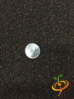 Cauliflower - Igloo -seedsnow Sales Store Cauliflower Igloo 1