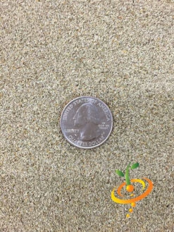 Chamomile, German -seedsnow Sales Store Chamomile seeds 2