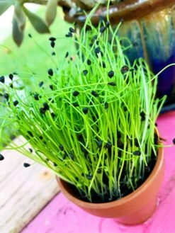 Sprouts/Microgreens - Chives, Garlic -seedsnow Sales Store Chives 1