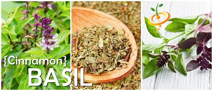 Basil, Cinnamon (Mexican Basil) 13 Basil, Cinnamon (Mexican Basil) - Image 11