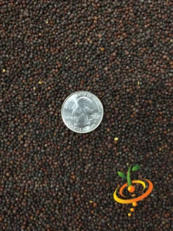 Collard - Vates 17 Collard - Vates -seedsnow Sales Store Collard Vates 4