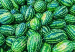 Watermelon - Congo -seedsnow Sales Store Congo Watermelon Seeds 3