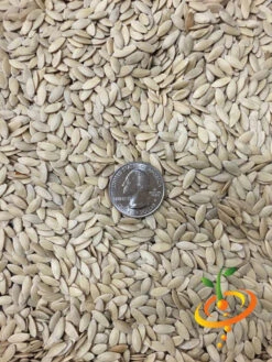 Cucumber - Boston Pickling -seedsnow Sales Store Cucumber Boston Pickling 2