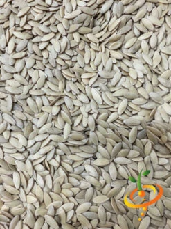 Cucumber - Boston Pickling -seedsnow Sales Store Cucumber Boston Pickling 4