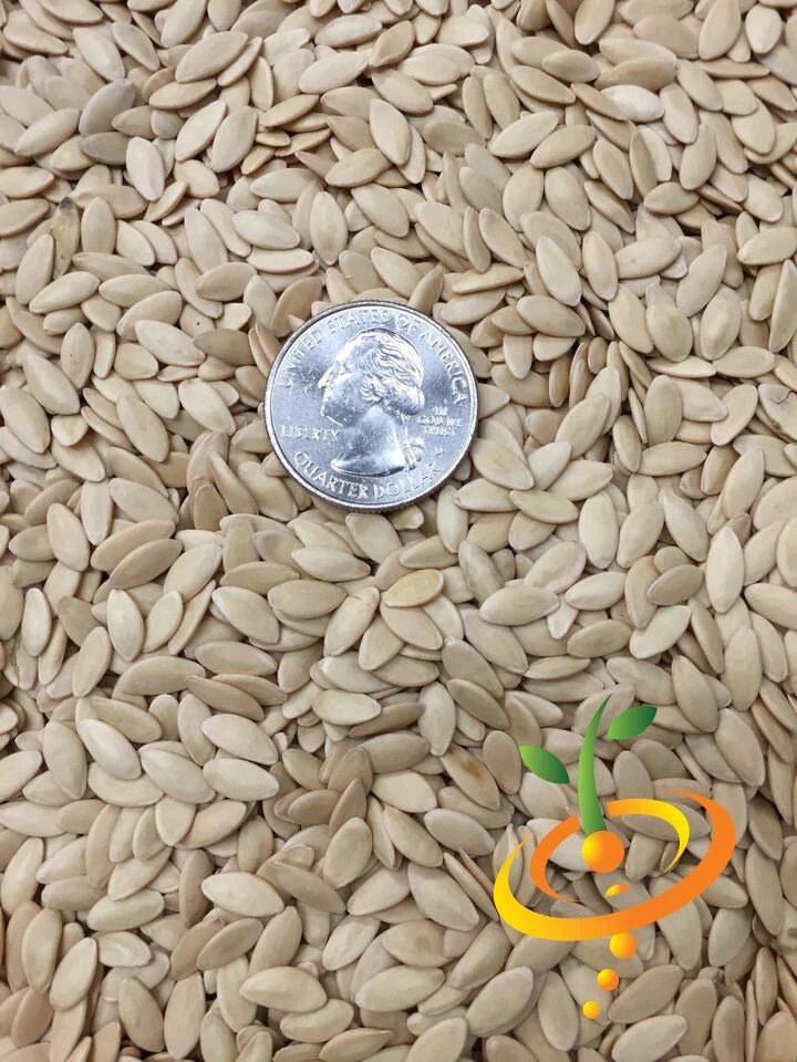 Cucumber - Marketmore 11 Cucumber - Marketmore - Image 9