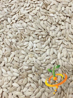 Cucumber - Marketmore 21 Cucumber - Marketmore -seedsnow Sales Store Cucumber Marketmore 5