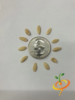 Cucumber - Space Master -seedsnow Sales Store Cucumber Space Master 1