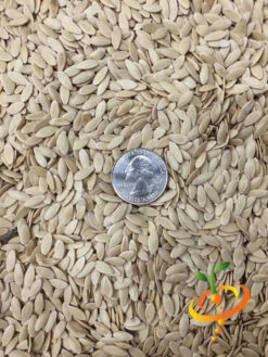 Cucumber - Space Master -seedsnow Sales Store Cucumber Space Master 2