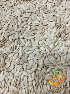 Cucumber - Space Master -seedsnow Sales Store Cucumber Space Master 4