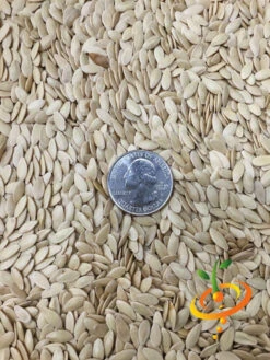 Cucumber - Straight 8 -seedsnow Sales Store Cucumber Straight 8 1