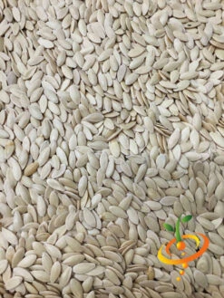 Cucumber - Straight 8 -seedsnow Sales Store Cucumber Straight 8 4