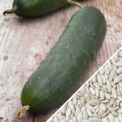 Cucumber - Straight 8 -seedsnow Sales Store Cucumber Straight 8 seeds bb01aa77 0810 4827 909f d9d9cf84a1e7
