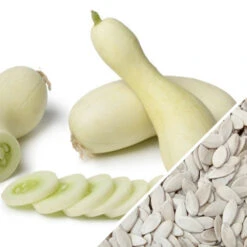 Cucumber - White Wonder 17 Cucumber - White Wonder -seedsnow Sales Store Cucumber White Wonder seeds