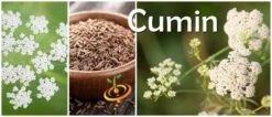 Cumin, Classic -seedsnow Sales Store Cumin