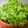 Sprouts/Microgreens - Basil, Green -seedsnow Sales Store DSC 2380 700x ce2a7436 d815 4252 95d0 519c5539fa82
