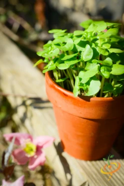Sprouts/Microgreens - Basil, Green -seedsnow Sales Store DSC 2393
