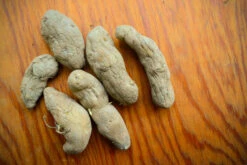 Potato, Fingerling (Late-Season) - Austrian Crescent (Organic/Heirloom) -seedsnow Sales Store DSC 3850