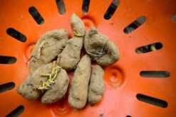 Potato (Late-Season) Fingerling - Russian Banana (ORGANIC) -seedsnow Sales Store DSC 3857