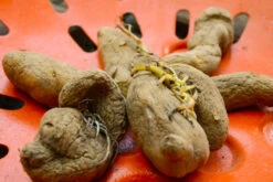 Potato (Late-Season) Fingerling - Russian Banana (ORGANIC) -seedsnow Sales Store DSC 3861